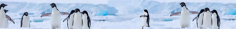 Emperor Penguins